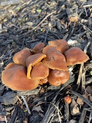 Gymnopus brassicolens