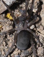 Filistata insidiatrix