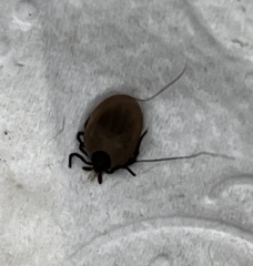Ixodes scapularis