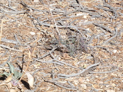 Penstemon