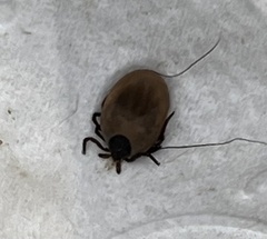 Ixodes scapularis