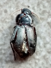 Harpalini