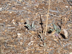 Penstemon pachyphyllus
