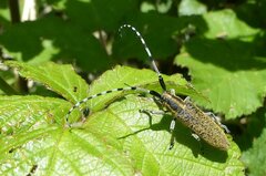 Agapanthia villosoviridescens
