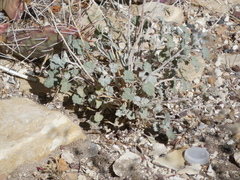 Sphaeralcea parvifolia