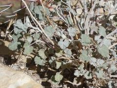 Sphaeralcea parvifolia