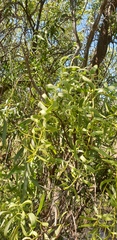 Santalum acuminatum