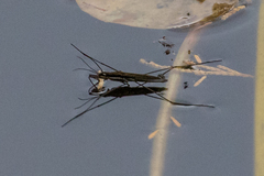 Limnoporus notabilis