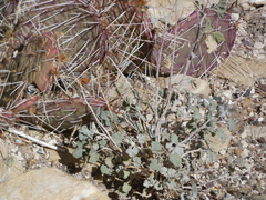 Sphaeralcea parvifolia