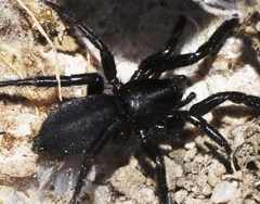 Zelotes subterraneus