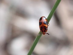Spiloscapha thallioides