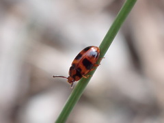 Spiloscapha thallioides