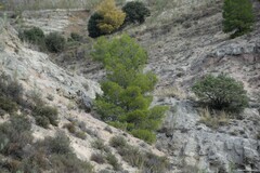 Macrochloa tenacissima