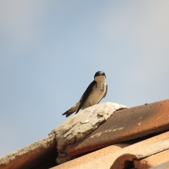 Tachycineta leucopyga