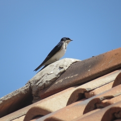 Tachycineta leucopyga