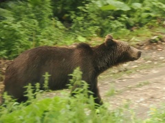 Ursus arctos arctos