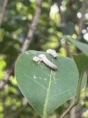 Macremphytus testaceus