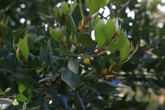 Persoonia stradbrokensis