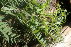 Vicia gigantea