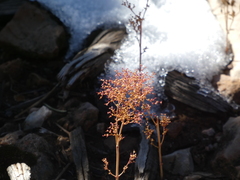 Dysphania graveolens