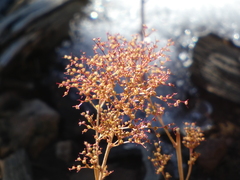 Dysphania graveolens