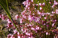 Boronia floribunda