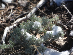 Artemisia arbuscula
