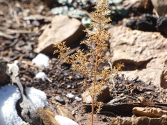 Dysphania graveolens