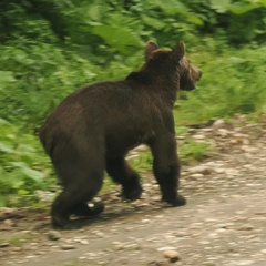 Ursus arctos arctos