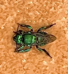 Euglossa