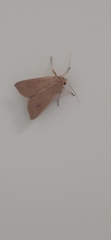 Mythimna convecta