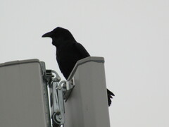 Corvus corax principalis