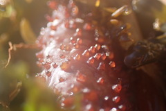 Chondracanthus