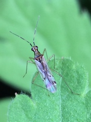 Dicyphus