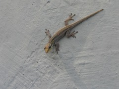 Lygodactylus picturatus