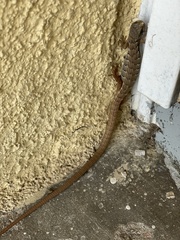 Elgaria multicarinata webbii