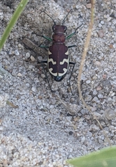 Cicindela formosa