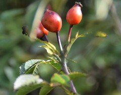 Rosa agrestis