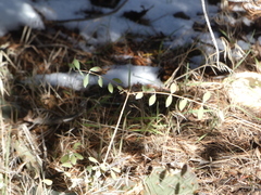 Symphoricarpos rotundifolius