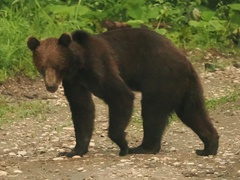 Ursus arctos arctos