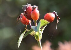 Rosa agrestis