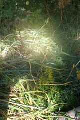 Conioselinum gmelinii