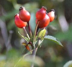 Rosa agrestis