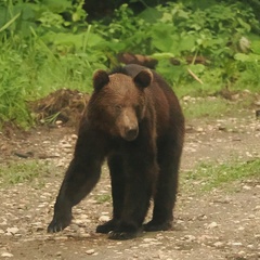 Ursus arctos arctos