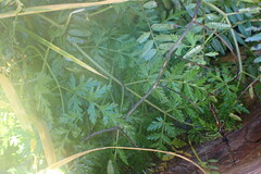 Conioselinum gmelinii