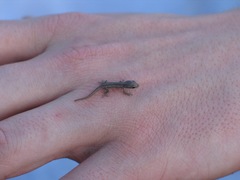 Lygodactylus picturatus