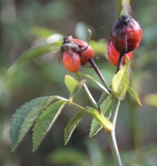 Rosa agrestis