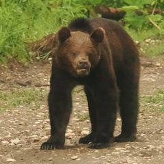 Ursus arctos arctos
