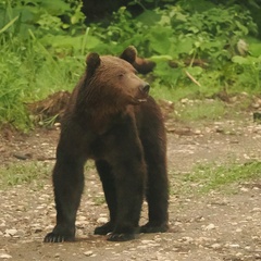 Ursus arctos arctos