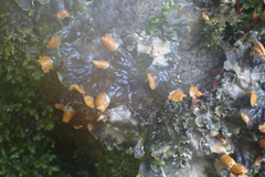 Peltigerales